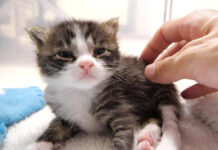 ミルクが飲みたい子猫