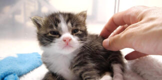 ミルクが飲みたい子猫