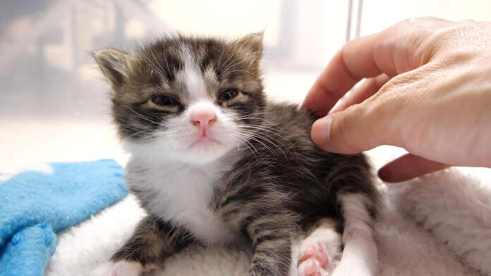 ミルクが飲みたい子猫