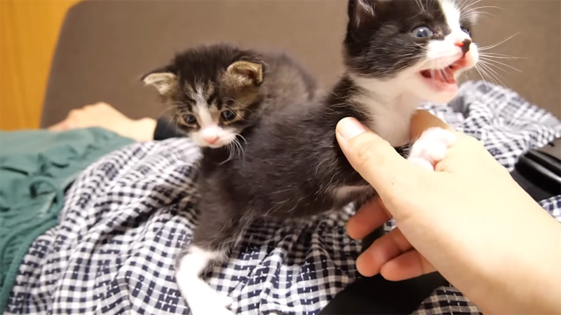ミルクが飲みたい子猫
