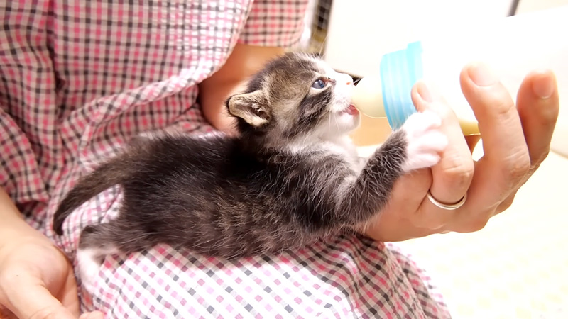 ミルクを飲む子猫