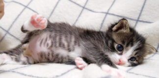 お腹を満たした子猫