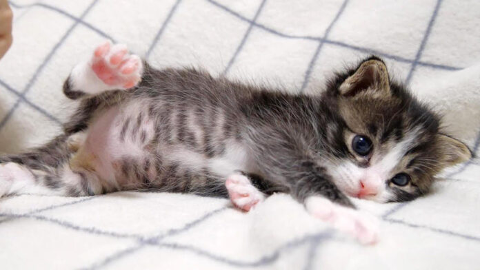 お腹を満たした子猫