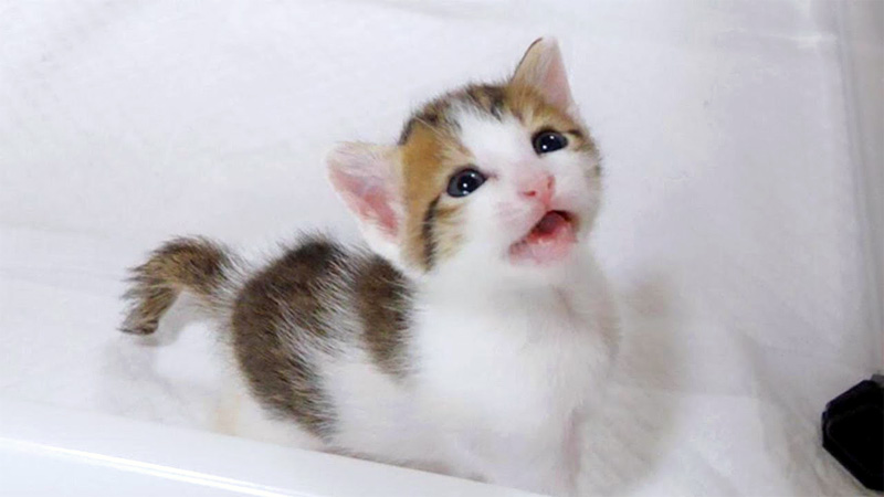 ミルクが飲みたい子猫