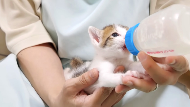 ミルクを飲む子猫