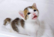 ミルクが飲みたい子猫