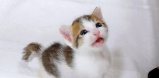 ミルクが飲みたい子猫