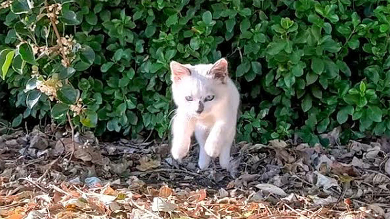 飛んできた子猫