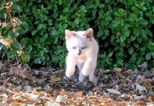 港で見かけた子猫が、ぴょ〜んと撫でられに来て可愛すぎる! ぴょーんと飛んできた子猫