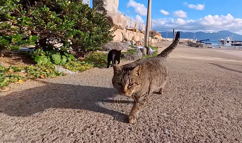 モフモフされにやって来た猫