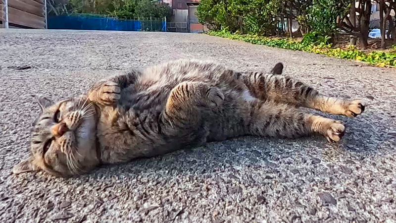 ナデナデアピールする猫