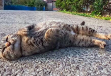 寝転がってナデナデアピールする猫