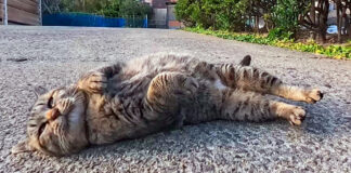 寝転がってナデナデアピールする猫