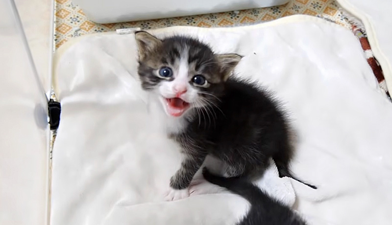 鳴く子猫