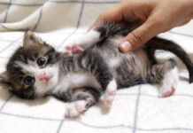 モミモミマッサージされる子猫