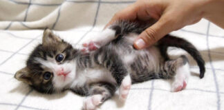 モミモミマッサージされる子猫