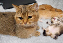 子猫達が可愛くて仕方なくて、夢中で舐め過ぎて子猫達を起こしちゃうママ猫にホッコリ♡ 子猫を世話する母猫