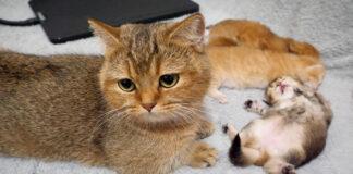 子猫を世話する母猫