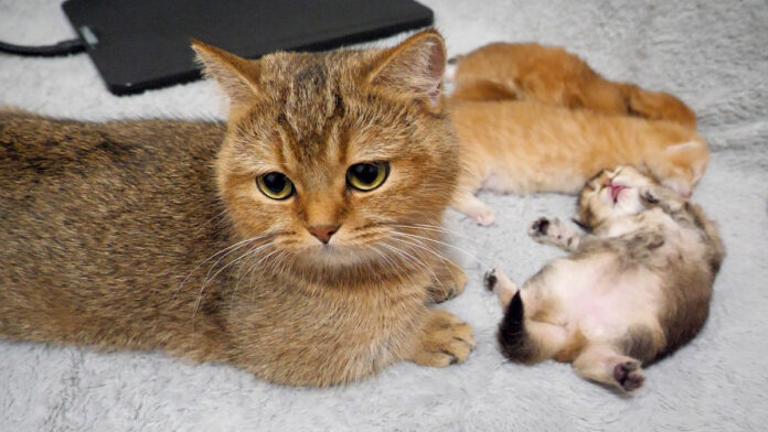 子猫を世話する母猫