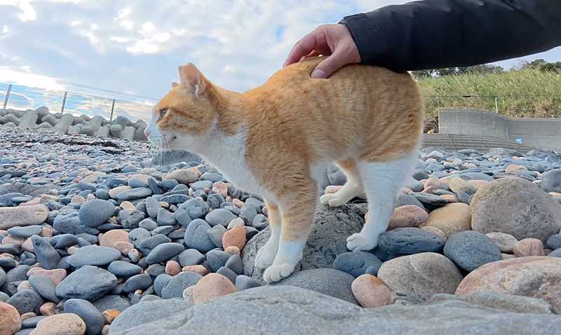 海で遊ぶ猫