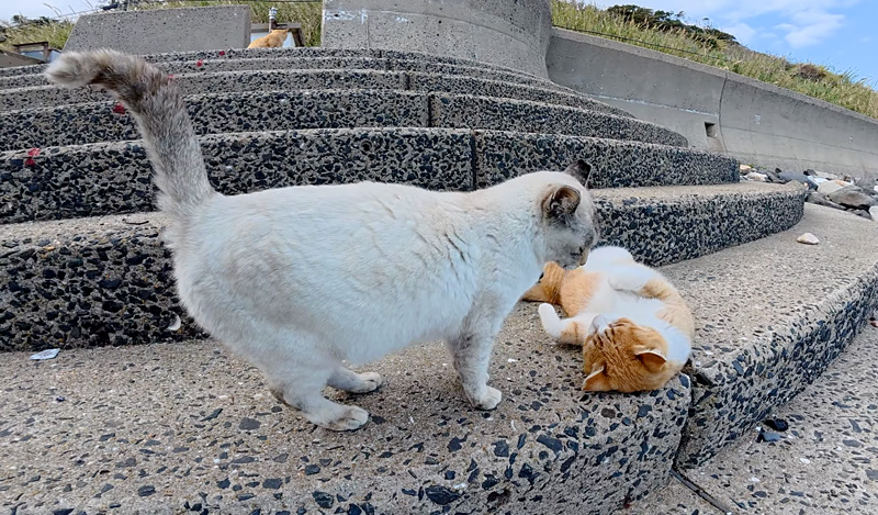 迎えに来た母猫