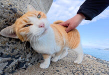 海で遊ぶ猫