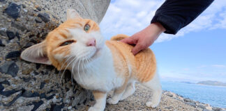 海で遊ぶ猫