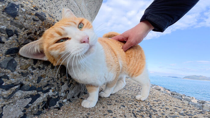 海で遊ぶ猫