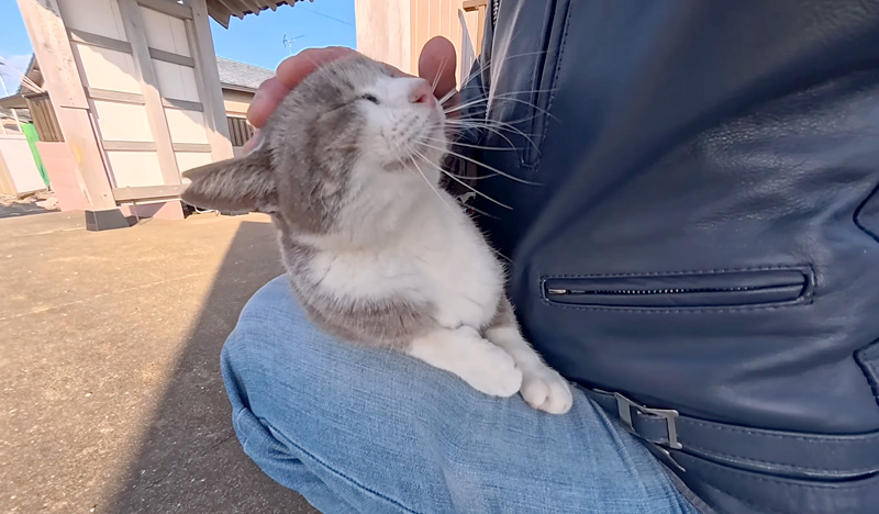 膝の上で撫でられる猫