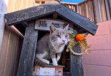 猫地蔵から出てきた猫