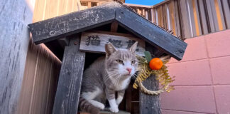 猫地蔵から出てきた猫