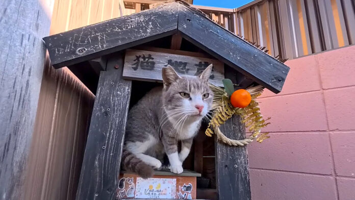 猫地蔵から出てきた猫