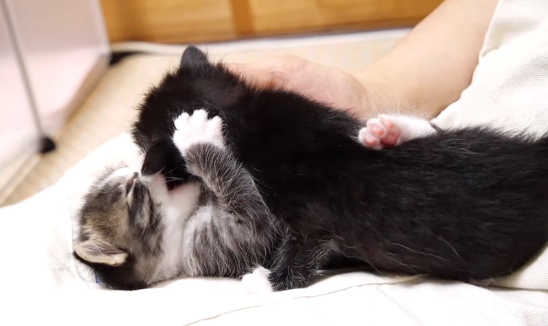 大暴れする子猫達