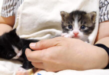 膝の上で過ごす子猫達