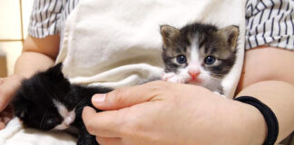 膝の上で過ごす子猫達