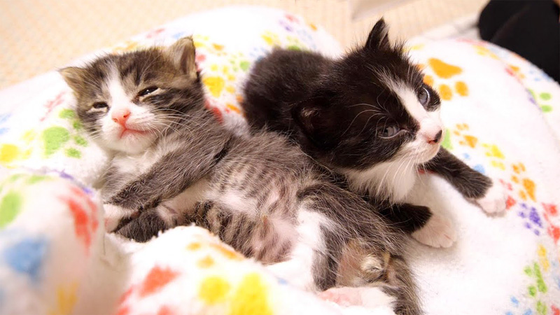 膝の上でウトウトする子猫達