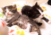 膝の上でウトウトする子猫達