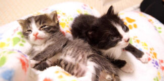 膝の上でウトウトする子猫達