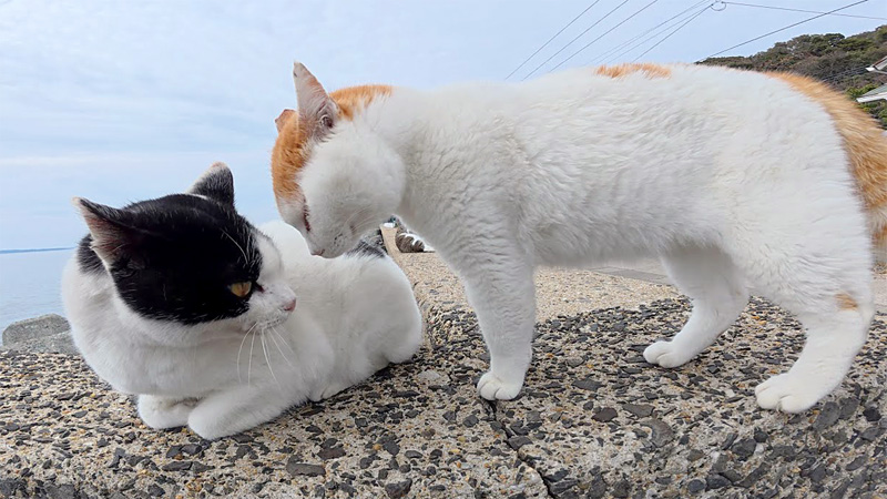 ケンカを売るニャンキー