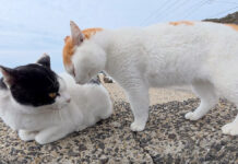 平和な猫の集まりにギザギザ頭のニャンキーが現れると… 明らかに空気が変わる! ケンカを売るニャンキー