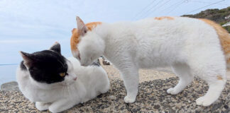 ケンカを売るニャンキー