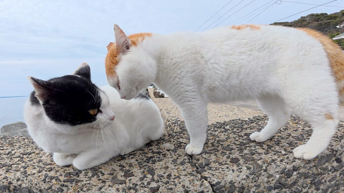 nyankii_neko_title ケンカを売るニャンキー