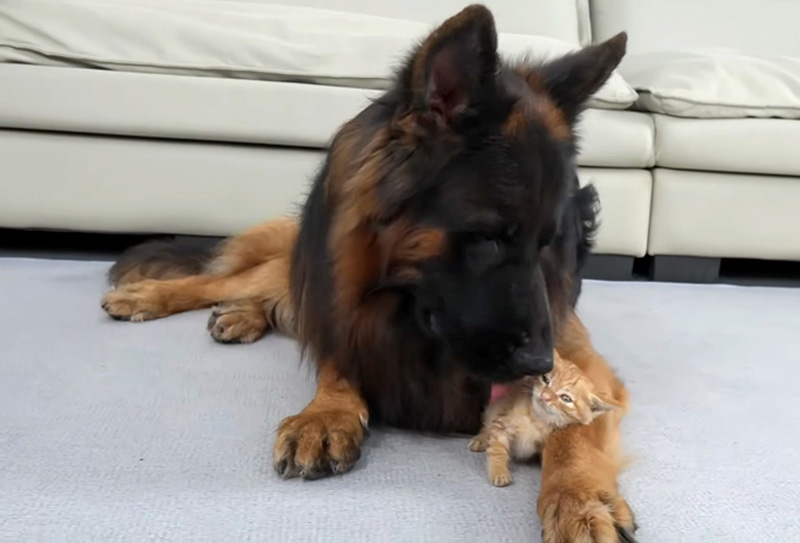 シェパードと仲良くなった子猫