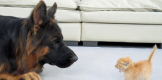 シェパードを怖がる子猫