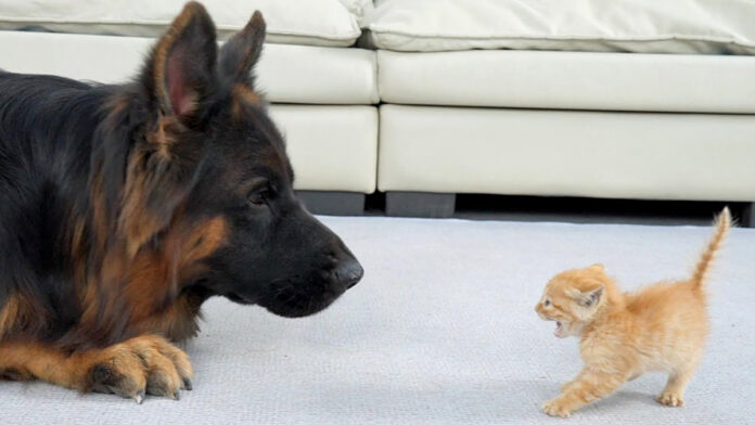 シェパードを怖がる子猫