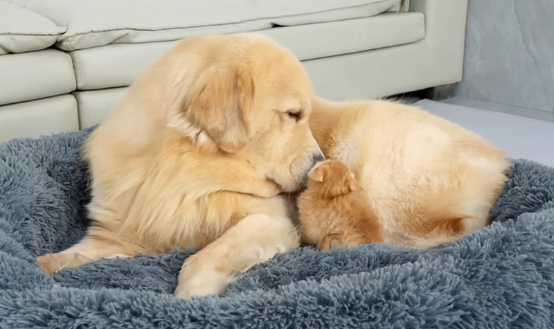 ゴールデンレトリバーに甘える子猫