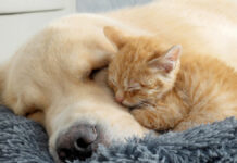 ゴールデンレトリバーにくっつく子猫