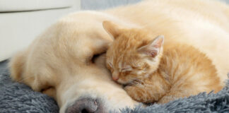 ゴールデンレトリバーにくっつく子猫