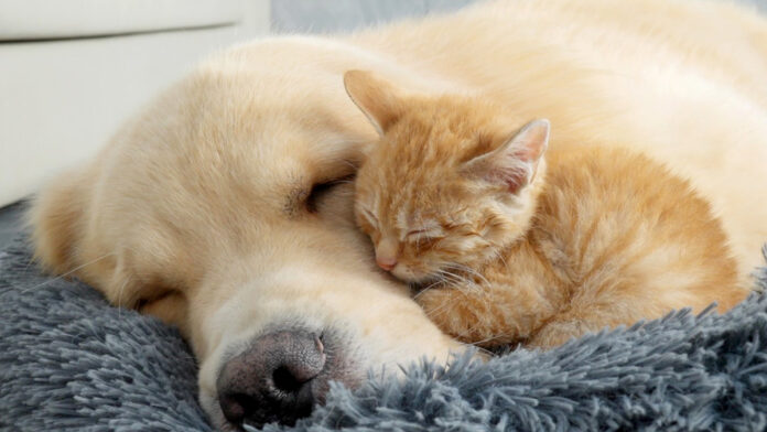 ゴールデンレトリバーにくっつく子猫