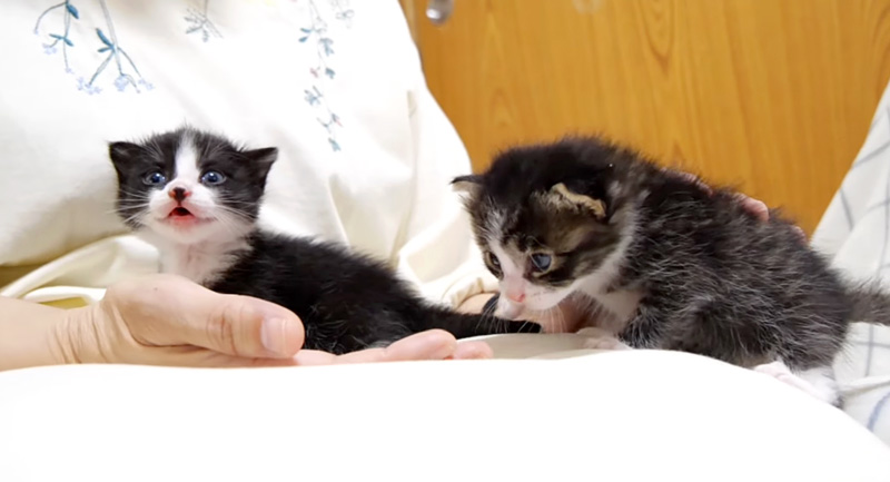 鳴き続ける子猫達